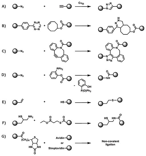 MATERIAL MATTERS, Volume 12, Number 2 Conjugation of RAFT polymers