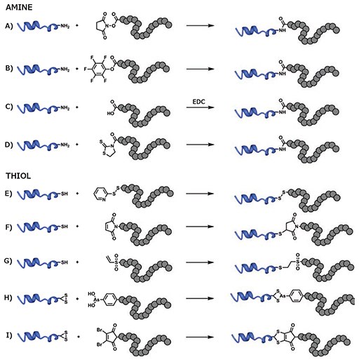 MATERIAL MATTERS, Volume 12, Number 2 Conjugation of RAFT polymers to either lysine residues