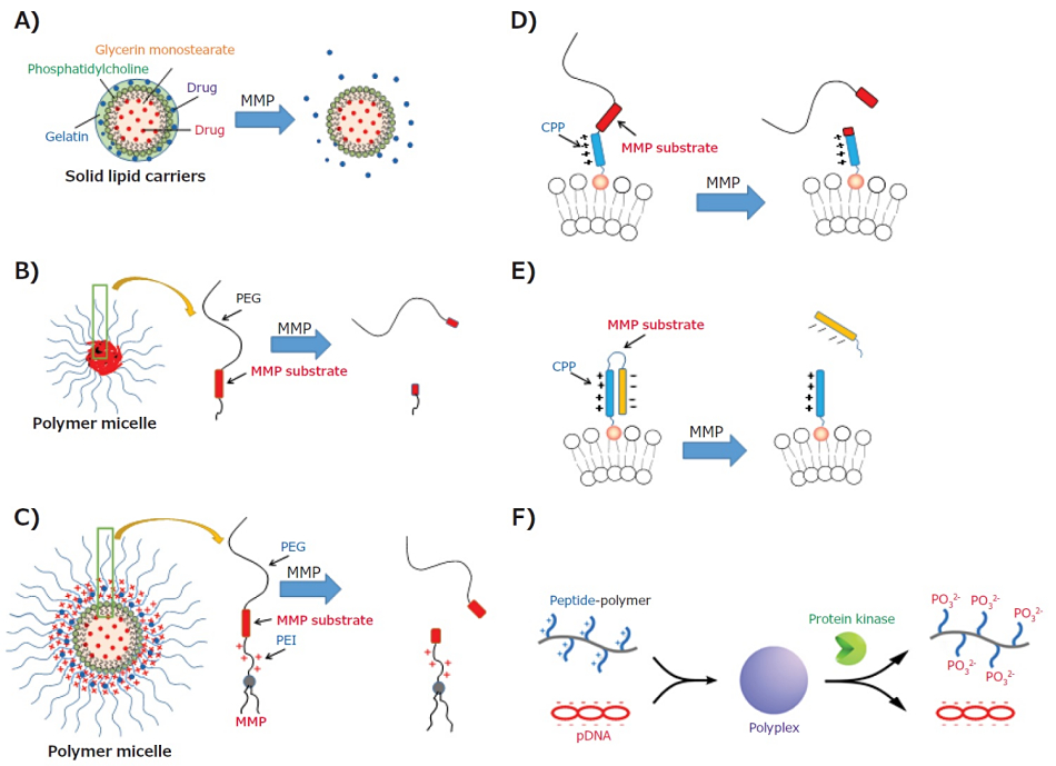 Enzyme-responsive carriers Enzyme-responsive carriers