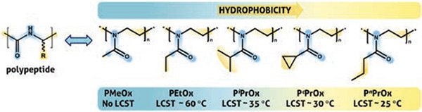 series of PAOx derivatives displays the structural analogy with natural polypeptides series of PAOx derivatives displays the structural analogy with natural polypeptides