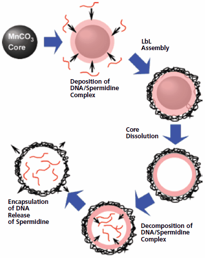 DNA entrapped in an LbL assembled capsule DNA entrapped in an LbL assembled capsule
