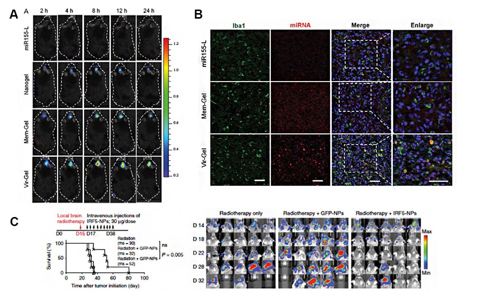 In vivo fluorescence images of enhanced brain microphage/microglia uptake of miRNA via nanogels <i>In vivo</i> fluorescence images show enhanced brain distribution and macrophage/microglia uptake of miRNA delivered via macrophage targeting virus-mimicking nanoparticles.