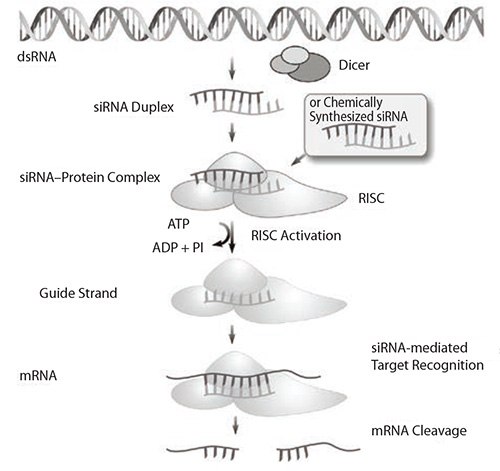 The mechanism of endogenous and induced RNA interference (RNAi). siRNA is eventually incorporated into the RISC where complementary mRNA binds before it is cleaved. The mechanism of endogenous and induced RNA interference (RNAi). siRNA is eventually incorporated into the RISC where complementary mRNA binds before it is cleaved.