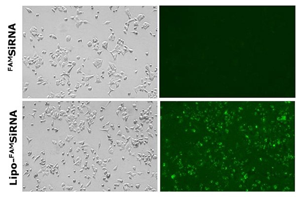 FAM siRNA was demonstrated in A549 lung cancer cells in vitro ^FAM^ siRNA was demonstrated in A549 lung cancer cells in vitro