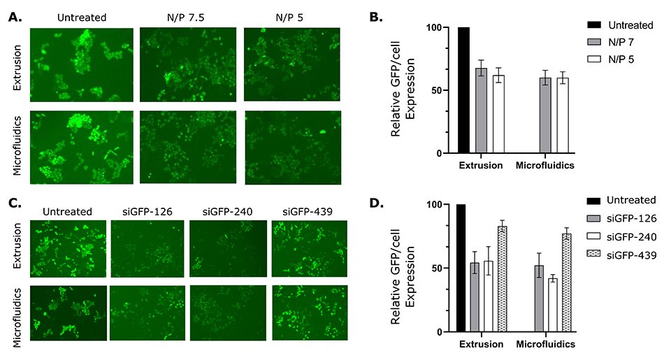 Liposomes prepared with NanoFabTx™ silence GFP expression in GFP-HeLa cells Liposomes prepared with NanoFabTx™ silence GFP expression in GFP-HeLa cells