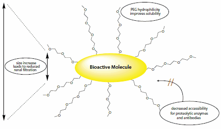 PEGylation may improve the properties of drug candidates PEGylation may improve the properties of drug candidates