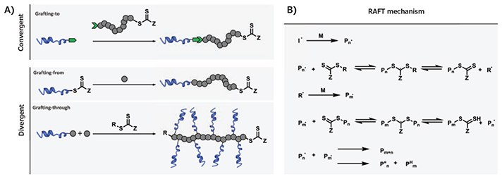 MATERIAL MATTERS, Volume 12, Number 2 Mechanism of RAFT polymerization