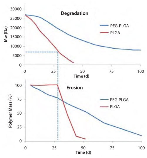 Polymer Degradation and Erosion Typical time course of polymer degradation (top) and erosion (bottom) for PLGA and PEG-PLGA polymers.10-12