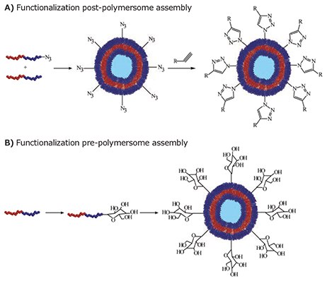 Strategies for the incorporation of targeting groups onto a polymersome surface. Strategies for the incorporation of targeting groups onto a polymersome surface.