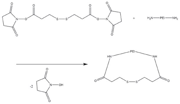 Reaction scheme for the conversion of PEI primary amines with dithiobis(succinimidyl propionate) (DSP) Reaction scheme for the conversion of PEI primary amines with dithiobis(succinimidyl propionate) (DSP)
