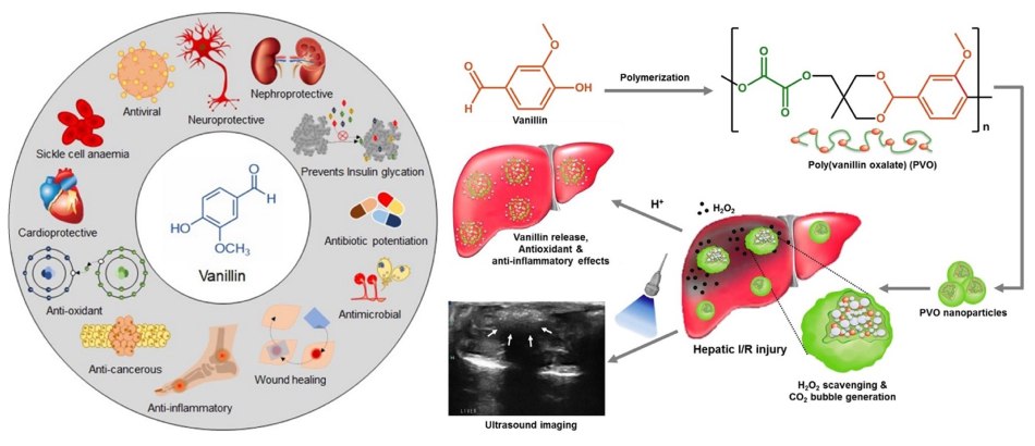 Schematic of vanillin and its therapeutic properties Schematic of antioxidant vanillin and its therapeutic properties including anticancer, antioxidant, anti-inflammatory, neuro and cardioprotective, and antimicrobial.