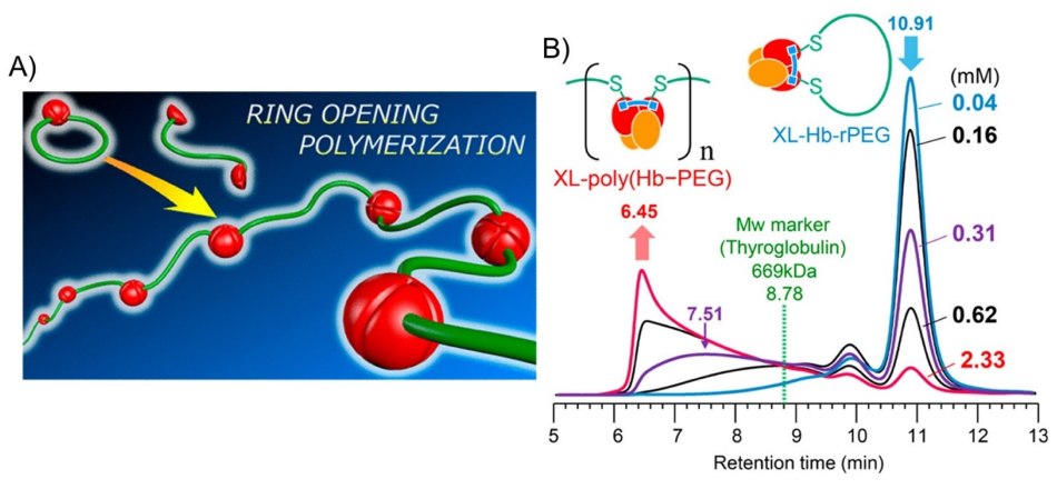Schematic of hemoglobin polymer by ring-opening polymerization Schematic of hemoglobin polymer (poly(Hb-PEG)) synthesis from native hemoglobin and bifunctional maleimide-PEG by ring-opening polymerization