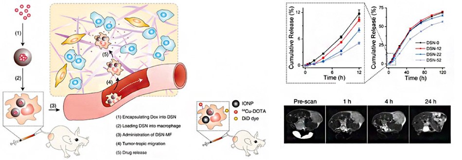 Schematic of macrophages as cellular carriers of nanoparticles for glioblastoma-targeted delivery Schematic of doxorubin-loaded silica matrix nanoparticles delievered to tumors via macrophage "Trojan horse" cell carriers. Axial MR images indicate tumor-targetin capabilities <i>in vivo</i>.