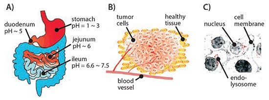 Schematic representation of differential pH environment at the organ Schematic representation of differential pH environment at the organ