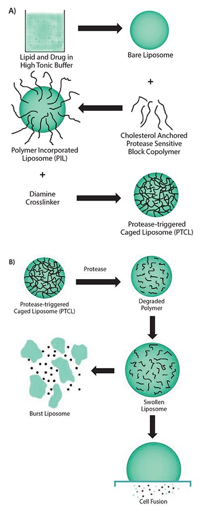 Scheme showing the multiple steps involved in the synthesis of uPA-sensitive Scheme showing the multiple steps involved in the synthesis of uPA-sensitive