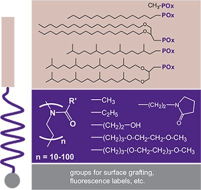 Selection of POx-based lipopolymers Selection of POx-based lipopolymers