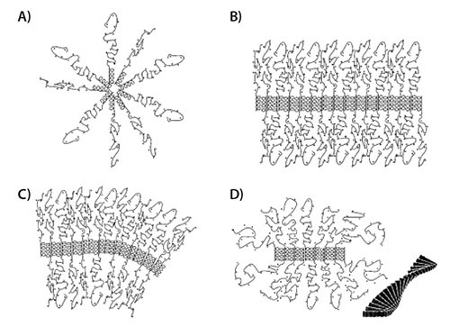 Self-assembly arrangement of PAA di- and triblock copolymers Self-assembly arrangement of PAA di- and triblock copolymers