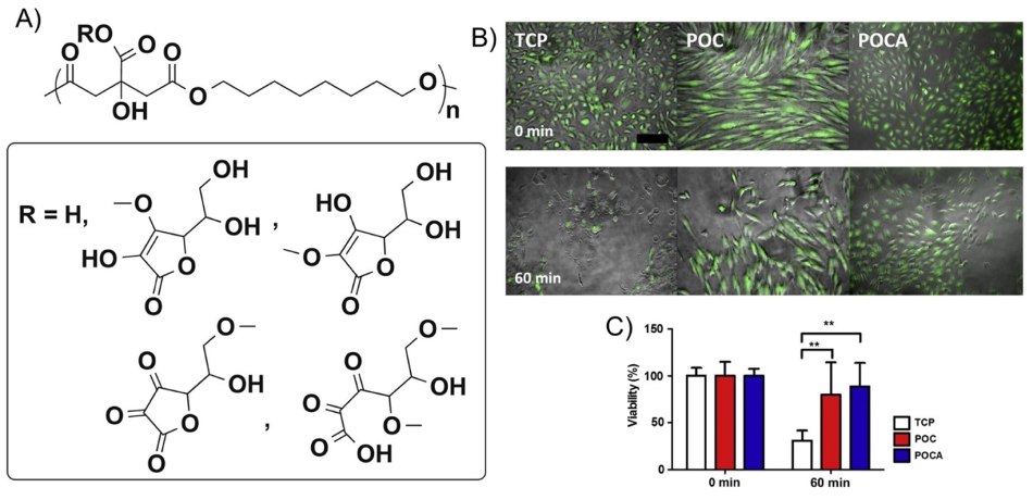 Structure of poly(1,8-octanediol-co-citrate-co-ascorbate) (POCA) and poly(1,8-octanediol-co-citrate) (POC) Structure and proposed scheme of antioxidant polymer poly(1,8-octanediol-co-citrate-co-ascrobate) (POCA) and poly(1,8-octanediol-co-citrate) (POC)