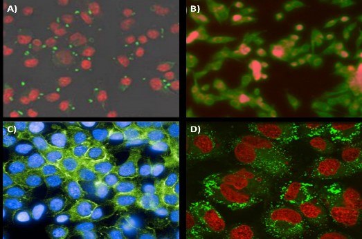 Targeting application of FNP nanoparticles. (<b>A</b>) Mannoside-targeted nanoparticle localization to the mannose receptor of J774E macrophages. Conjugation of mannoside to the PEG outer-corona ofthe nanoparticles. Nanoparticles are visualized in green while cells are in red. (<b>B</b>) Folic acid modified nanoparticles targeting KB tumor line cells. Nanoparticle fluorescence is shown in red while cells are stained green. (<b>C</b>) Centyrin scaffold targeting GFRreceptors on HER2 line cells. (<b>D</b>) Uptake of 80 nm nanoparticles with surface conjugated luteinizing hormone-releasing hormone (LHRH) into MS578T breast cancer cells. Nanoparticles and cells are visualized in green and red, respectively. Targeting application of FNP nanoparticles