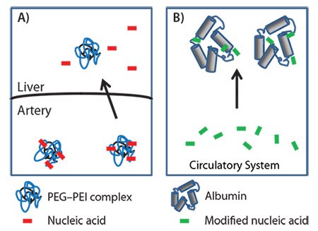 delivery methods of nucleic acids delivery methods of nucleic acids
