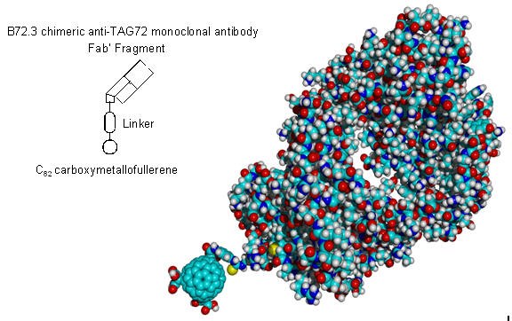 Hypothetical fullerene antibody conjugate constructed from a C82 carboxymetallofullerene and a chimeric B72.3 Fab’ antibody fragment. Hypothetical fullerene antibody conjugate constructed from a C82 carboxymetallofullerene and a chimeric B72.3 Fab’ antibody fragment.