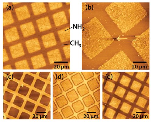 pattern-of-squares-of-aminobutylphosphonic Pattern of squares of aminobutylphosphonic acid