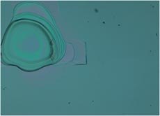 Untreated PDMS surface Untreated PDMS surface
