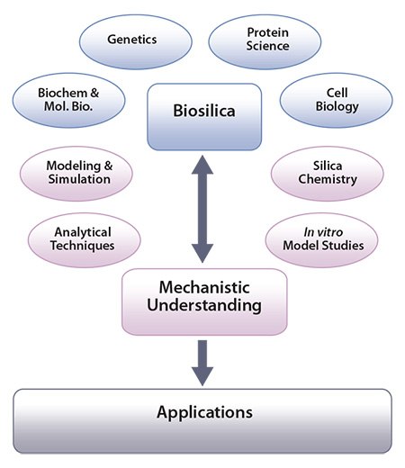 cheme showing how the study of biosilica formation cheme showing how the study of biosilica formation