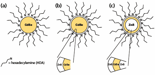 3D architectures of QDs: (a) A core particle consisting of a CdSe core and HDA organic capping agent. (b) A core-shell particle consisting of a CdSe core, a ZnS shell, and HDA capping agent. (c) A core-multi shell (QDQW) particle consisting of a ZnS core and a CdSe shell followed by a ZnS shell with HDA capping agent.