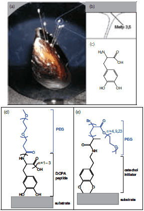 Biologically inspired strategies for grafting antifouling polymers onto surfaces. (a) Image of a mussel adhered to a substrate, (b) Schematic of the adhesive pad and interfacial location of mussel adhesive proteins (Mefp3, Mefp5) with the highest content of the amino acid 3,4-dihydroxyphenylalanine (DOPA), (c) Chemical structure of DOPA, (d) Example graft-to biomimetic polymer showing an adhesive peptide anchor and antifouling PEG polymer, (e) Example graft-from biomimetic polymer showing a surface bound biomimetic initiator and polymerized PEG polymer. Biologically inspired strategies for grafting antifouling polymers onto surfaces.