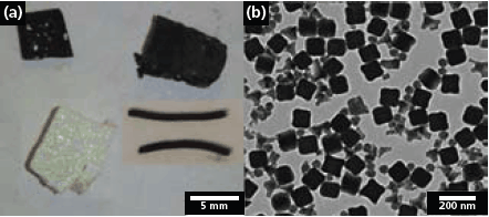 examples-of-morphologies examples-of-morphologies