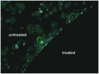 Fibroblast cell attachment to untreated gold (upper left) and gold grafted with PEG derivatized with a mussel adhesive protein analog decapaptide Ala-Lys-Pro-Ser-Tyr-Hyp-Hyp-Thr-DOPA-Lys (lower right). Fibroblast cell attachment
