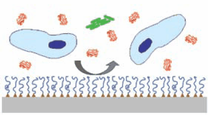 Grafted antifouling polymer systems consist of an antifouling polymer (blue lines) anchored by specific functional groups (triangles) onto a substrate (gray), providing a physical barrier to adsorption of proteins (red), cells (blue) and bacteria (green) onto the underlying surface. Grafted antifouling polymer systems