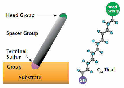 Schematic diagram of a thiol molecule. 