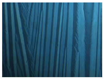 Micrograph of a polymer/TIPS pentacene blended film formed by dip-coating. Note the morphology of the TIPS pentacene crystals is similar to that seen in non-blended films Micrograph of a polymer/TIPS pentacene blended film formed by dip-coating.
