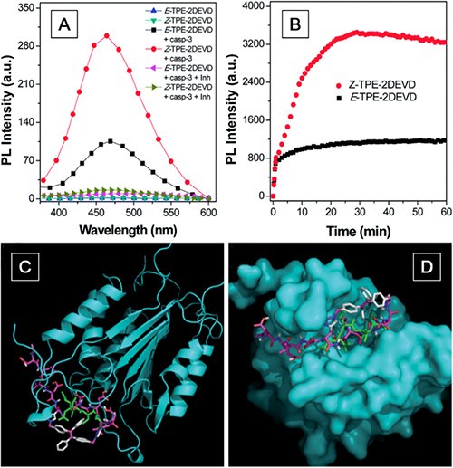 (<b>A</b>) PL spectra of E- and Z-TPE-2DEVD before and after incubation with caspase-3 in the presence and absence of inhibitor (inh) Z-DEVD-FMK in DMSO–PIPES buffer (v/v = 1/199). (<b>B</b>) Time-dependent PL spectra of E- and Z-TPE-2DEVD upon addition of caspase-3 from 0 to 60 min. (<b>C</b>) Overlay structures of E-TPE-2DEVD and DEVD-CHO binding to the active site pocket of caspase-3. (<b>D</b>) Superimposition of E-TPE-2DEVD bound to caspase-3. PL spectra of E- and Z-TPE-2DEVD before and after incubation with caspase-3