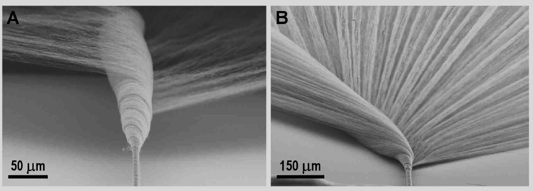 SEM of CNT yarn formation during twist insertion to an as-drawn CNT sheet from the array. SEM of CNT yarn formation during twist insertion to an as-drawn CNT sheet from the array.