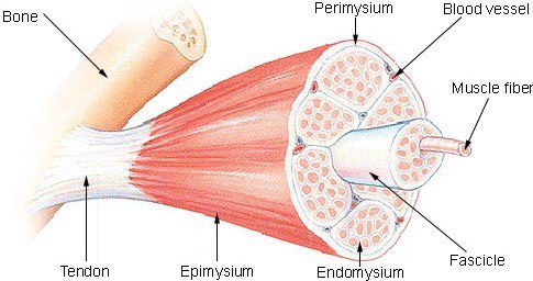 Structure illustration of natural skeletal muscle Structure illustration of natural skeletal muscle
