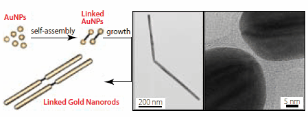 Scheme depicting the synthesis of linked gold nanords Scheme depicting the synthesis of linked gold nanords (left). TEM images of linked gold nanorods at different magnifications (right).