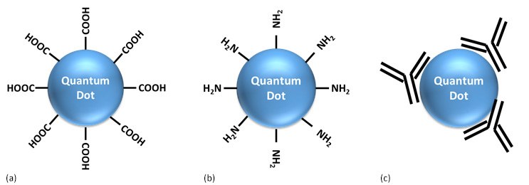 Cartoons representing surface functionalized QDs Cartoons representing surface functionalized QDs