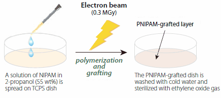 Schematic of the preparation procedure for poly(N-isopropylacrylamide)- grafted cell culture dishes. Schematic of the preparation procedure for poly(N-isopropylacrylamide)- grafted cell culture dishes.