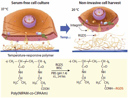 Schematic illustration of the temperature-responsive affinity control between integrin receptors and RGDS (Arg-Gly-Asp-Ser) peptides Schematic illustration of the temperature-responsive affinity control between integrin receptors and RGDS (Arg-Gly-Asp-Ser) peptides