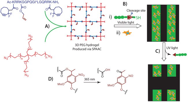 spaac-hydrogel-chemistry SPAAC Hydrogel Chemistry