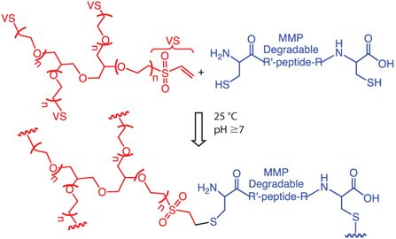step-growth-hydrogel-formation Step-growth hydrogel formation between 4-arm PEG tetra vinyl sulfone and cysteine end functionalized MPP cleavable peptide via Michael addition
