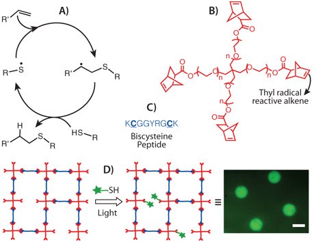 thiol-ene-photochemistry Thiol-ene photochemistry