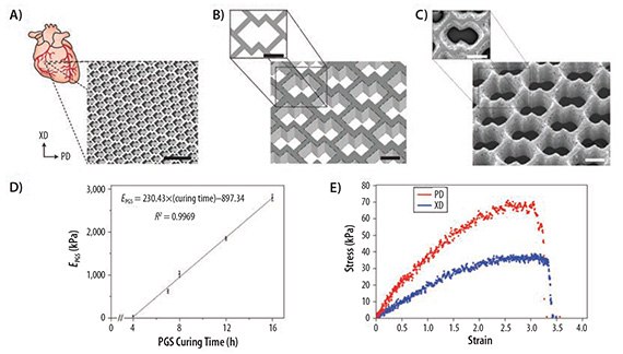 Accordion-like honeycomb scaffolds yield anisotropic mechanical properties similar to native myocardium. A,B) Schematic diagrams illustrating the accordion-like honeycomb design constructed by two overlapping 200 × 200 μm squares rotated 45° (diamonds). Preferred (PD) and orthogonal cross-preferred (XD) material directions,  respectively, corresponding to circumferential and longitudinal axes of the heart, are indicated. Scale bars: 1 mm (A) and 200 μm (B). C) Scanning electron micrographs demonstrating the fidelity of excimer laser microablation in rendering an accordion-like honeycomb design in PGS. Scale bars: 200 μm. D) PGS curing time was systematically varied, yielding a linear dependence of PGS effective stiffness (EPGS) on curing time within the tested range. E) Representative uniaxial stress–strain plots for accordion-like honeycomb scaffolds with cultured neonatal rat heart cells (scaffolds were fabricated from PGS membranes cured for 7.5 h at 160 °C; neonatal rat heart cells were cultured for 1 week). Reprinted by permission from Reference 19. Copyright 2008, Nature Publishing Group. Accordion-like honeycomb scaffolds yield anisotropic mechanical properties similar to native myocardium