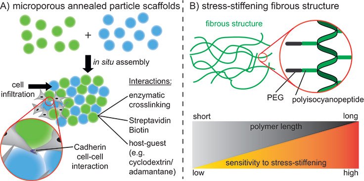 Creation of macroscopic pores with spherical microgels (MAPs) Interconnected microporous annealed particle scaffolds (MAPs)