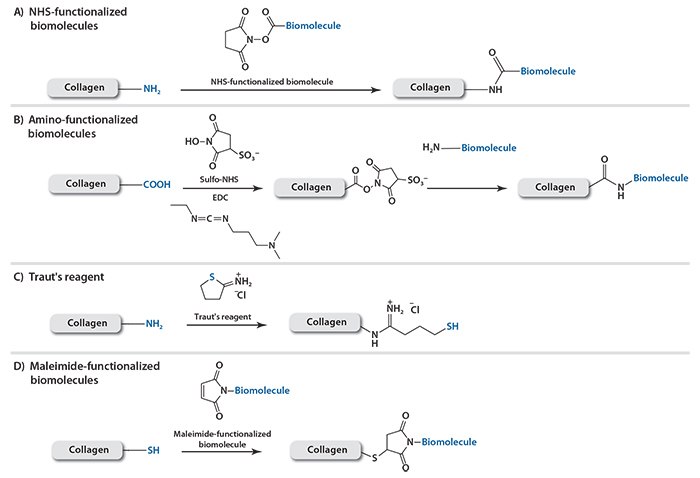 Conjugation methods to functionalize collagen Conjugation methods to functionalize collagen