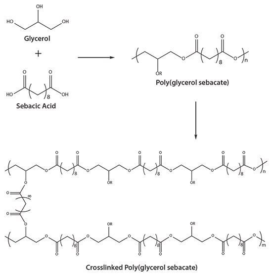 Reaction schematic for poly(glycerol sebacate). PGS is synthesized from glycerol and sebacic acid and further curing under heat and vacuum to produce a crosslinked PGS thermoset. Reaction schematic for poly(glycerol sebacate)