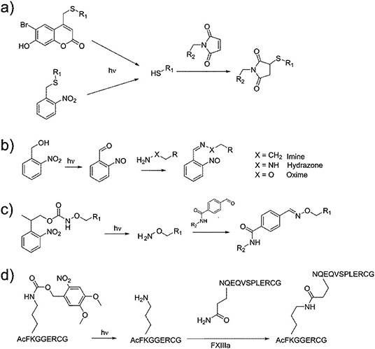 Four examples of photoresponsive crosslinking approaches. Four examples of photoresponsive crosslinking approaches.